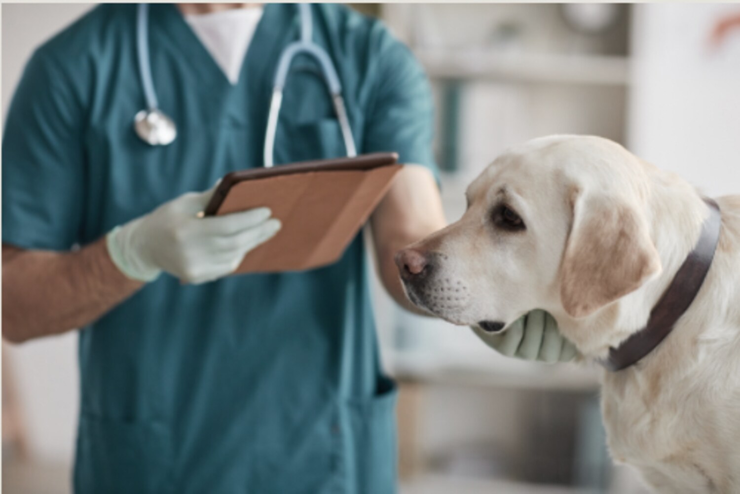 Veterinarian reviewing clinical information while examining a dog